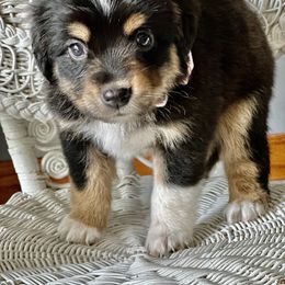 Miniature Australian Shepherd Puppies from JW Ranch