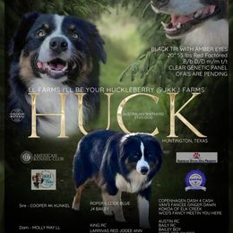 Huck - Australian Shepherd