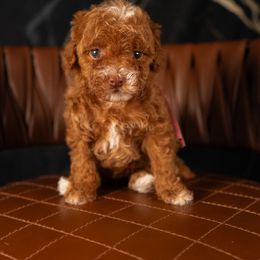 Bernedoodle, Cavapoo, Goldendoodle, and Poodle Puppies from Wasatch Pup
