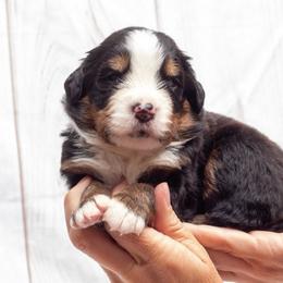 Grey Collar Female - Black rust and white female Bernese Mountain Dog puppy in Collinsville, Texas from Berner Dynasty