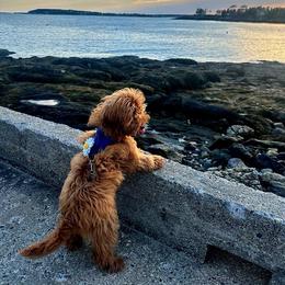Millie - Red  female Goldendoodle puppy in Columbus, Montana from Comfort Doodle