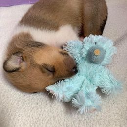 Collie Puppies from Winterberry Collies