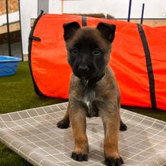 Girl 1 - female Belgian Tervuren puppy in Farmington, Maine from Pine State Shepherds