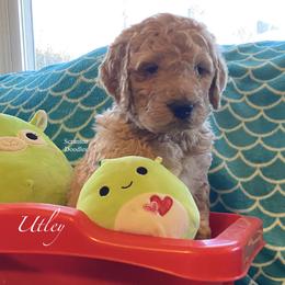 Goldendoodle Puppies from Scranton Goldendoodles