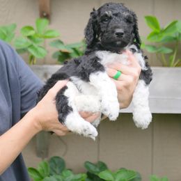 Green Collar - Parti Goldendoodle puppy in Lakewood, Washington from Grit City Goldendoodles
