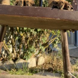 Blue - German Shepherd puppy from American Viking GSD