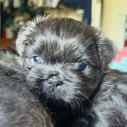 Stormy - Silver male Shih Tzu puppy in Merrillville, Indiana from Gibbs Gorgeous Paws LLC