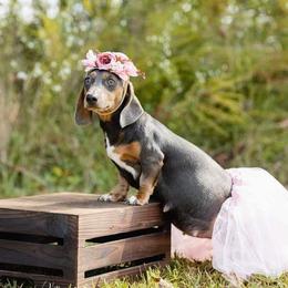 Hanna - Dachshund