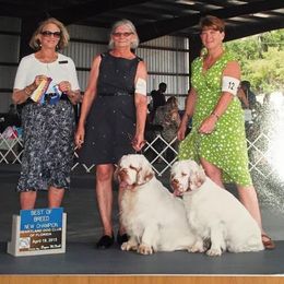Clumber Spaniel All Grown Up from Casmirclumbers