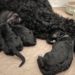 Poodle Puppies from Tyler Family Poodles