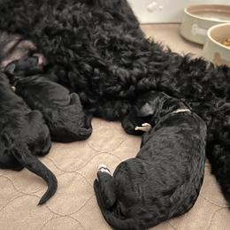 Poodle Puppies from Tyler Family Poodles