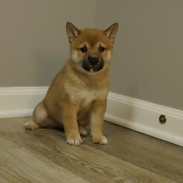 Shiba Inu Puppies from Veronika's Shiba Inus