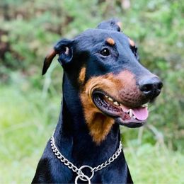 Xena - Doberman Pinscher