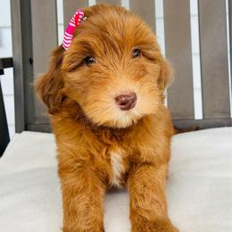 Royal - Merle female Goldendoodle puppy in Auburn, Indiana from Martin’s Doodles