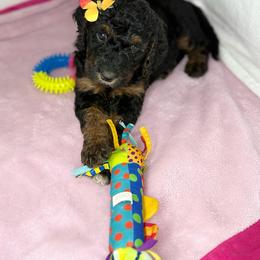 Noir - Phantom female Goldendoodle puppy in Glendale, Arizona from CocoLove Doodles