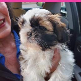 Shih Tzu Puppies from Trinity Shihtzu's So Calif