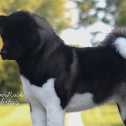 Akita from RiverRock Akitas