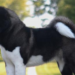 Akita from RiverRock Akitas