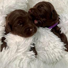 Goldendoodle, Labradoodle, and Poodle Puppies from Cuddles and Curls - NC Doodles