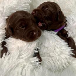 Goldendoodle, Labradoodle, and Poodle Puppies from Cuddles and Curls - NC Doodles