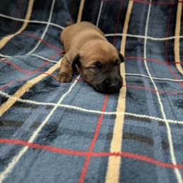 Boy 5 - Red male Irish Terrier puppy in Broadway, North Carolina from Detmore Kennels
