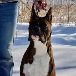 Ursa - Boxer