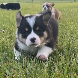 Argos - Black and tan male Pembroke Welsh Corgi puppy in Live Oak, Florida from Amber Mayhew
