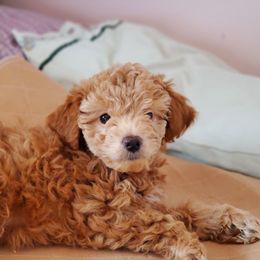 Aussiedoodle and Bernedoodle Puppies from Color Country Doodles