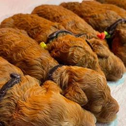 Australian Labradoodle and Double Doodle Puppies from Love Me Pooch