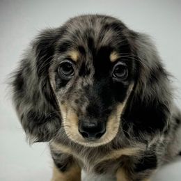 Galaxy - Black and cream Dachshund puppy in Magnolia, Texas from Billboard Doxies