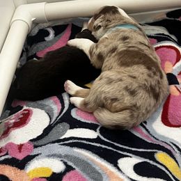 Australian Shepherd, Miniature American Shepherd, and Miniature Australian Shepherd Puppies from Alolan Angel Aussies