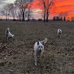 German Shepherd Puppies from PatriotPups.org