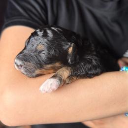 White collar male - Tri-color male Bernedoodle puppy in Crete, Illinois from Plum Valley Pups