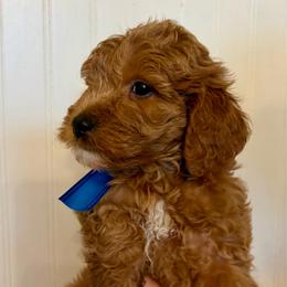 Benny The Jet Rodriguez - Red  male Goldendoodle puppy in Dayton, Tennessee from MK Goldendoodles