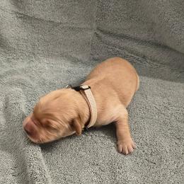 Blizzard (1st pick male) - Light golden male Golden Retriever puppy in Tenino, Washington from Oak River Goldens'