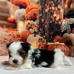 Blaze 3900 - Black tan and white male Biewer Terrier puppy in Nicholls, Georgia from Southeast Biewers