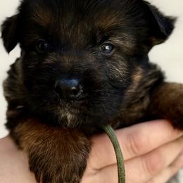 Ranger - Black and red male German Shepherd puppy in Johnstown, Ohio from Vom Haus Neufus