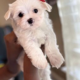 Maltese, Maltipoo, and Poodle Puppies from Healing Pawz LLC
