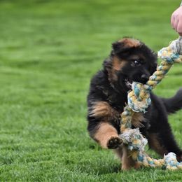German Shepherd Puppies from Carner German Shepherds