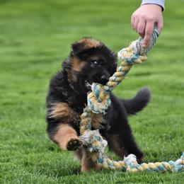German Shepherd Puppies from Carner German Shepherds
