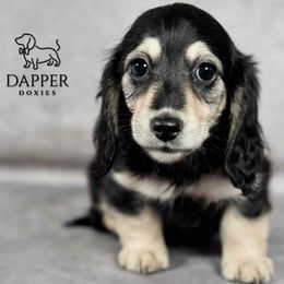 Dapper's Dancehall Darlings- Disco - Black and cream female Dachshund puppy in Zephyrhills, Florida from Dapper Doxies