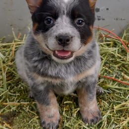 Girl 1 - Blue mottled Australian Cattle Dog puppy in Helena, Montana from Spring Haven Heelers