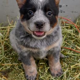 Girl 1 - Blue mottled Australian Cattle Dog puppy in Helena, Montana from Spring Haven Heelers