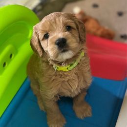 Cubbie - Gold male Australian Labradoodle puppy in Avon, Indiana from Forever Friends Labradoodles