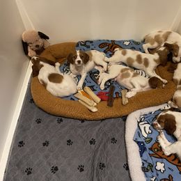 Brittany Puppies from Beaupre Gun Dogs