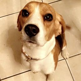 Bailey - Beagle