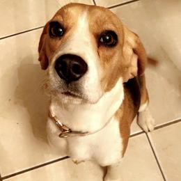 Bailey - Beagle