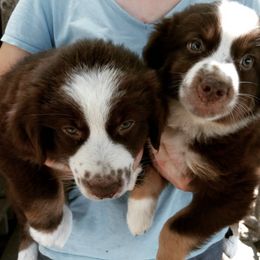Australian Shepherds from Cypress Lake Ranch