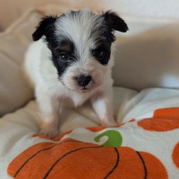 Girl 1 - White black and tan female Papillon puppy in Joshua, Texas from Summertime Kennels