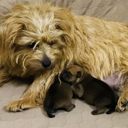 Boy 1 - Red male Norfolk Terrier puppy in Bristol, Tennessee from Holston Hollow Farm